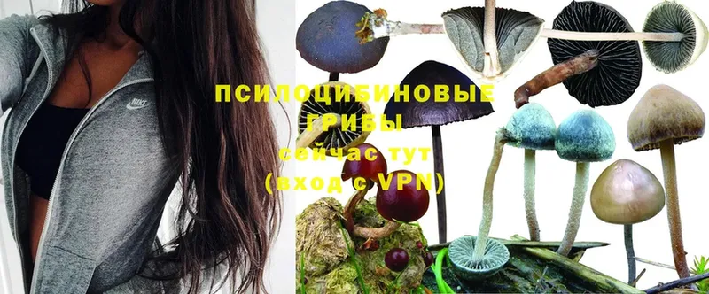 omg ONION  Кириллов  Галлюциногенные грибы Psilocybine cubensis 